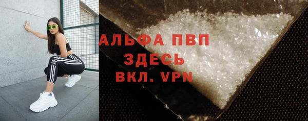 сатива Новозыбков